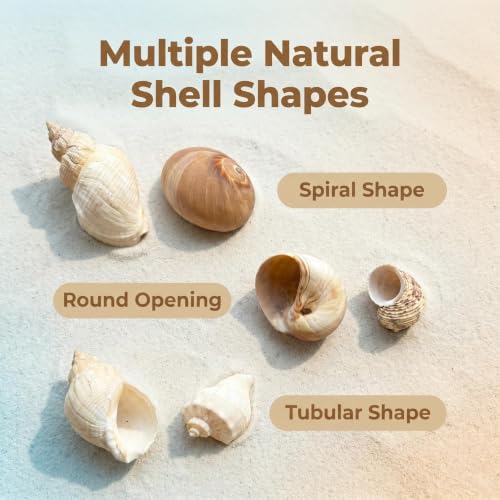 Image of 6PCS Hermit Crab Shells Medium to Large | Natural Conch 2.8 inch - 3.9 inch, Opening Size 1.5 inch - 2.5 inch | Assorted Turbo Shells Hermit Crab Growth Shells Small Medium Large Hermit Crab Supplies