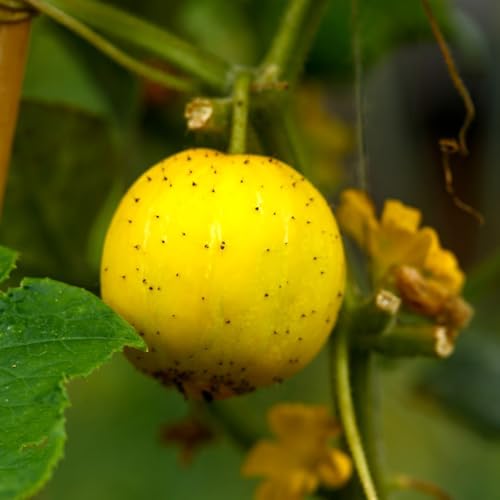 semillas de pepino limón orgánicas - pepino limón pepino, plantas resistentes en maceta semillas exóticas plantas decorativas pepino limón hierbas de jardín 80pcs