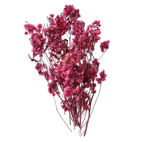 Ramo de Flores Secas Dodonaea Viscosa para Decoración miniatura 6