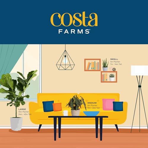 Image of Costa Farms Burgundy Rubber Live Plant in Decorative Pot, Air Purifying Large Indoor Houseplant, Perfect for Home, Room, or Office Decor, Great House Warming or Birthday Gift, 2-3 Feet Tall
