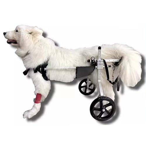 Chariot de rééducation chien handicapé teckel marche retrouvée