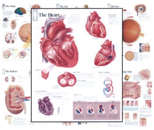 Body Organ Wall Chart Set of 7