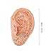 40cm Human Ear Acupuncture Model, PVC Professional Ear Zone Massage Model, Professional Reflexology Acupoint Learning Display Laboratory Supplies