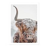 Poster mit schneebedecktem Hochlandkuh, Fotodruck 