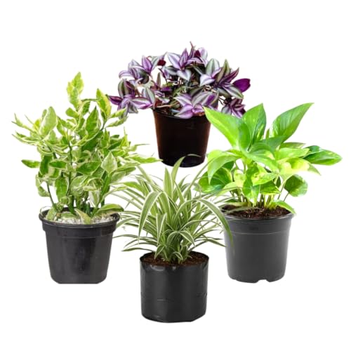 Live Plant Combo Pack of 4 | Money Plant, Wandering Jew, Spider P...
