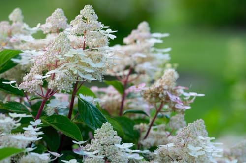 Rispenhortensie Hydrangea paniculata Early Harryim 3L Topf winterharte Blütenpracht, pflegeleichte Zierpflanze für Garten, Terrasse & Kübel, bienenfreundlich & schnittverträglich