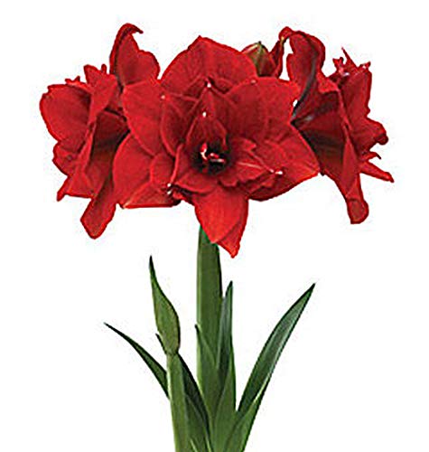 Double Dragon Amaryllis - Bare Root Bulbs-up to 3 Stalks - 28-30 cm