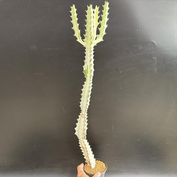 Amazon｜多肉植物：ユーフォルビア ホワイトゴースト*M｜観葉植物
