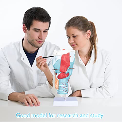 Image of Larynx Model - Anatomically Accurate Throat Model 2X Enlarged Pharynx Model Scientific Anatomy Model of Human Larynx