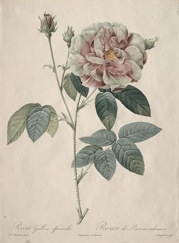 Affiche Graffiti Art Mural Les Roses Redouté 60x90cm SERENDIPITP