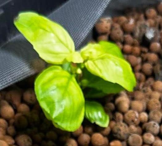 Miniatura 6 de TrueNute - Quelato de hierro al 6 por ciento FeEDDHA 16 onzas para acuaponía, hidroponía y todos los jardines, así como árboles y arbustos,