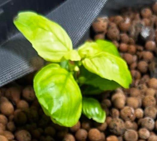 Miniatura 6 de TrueNute - Quelato de hierro al 6 por ciento FeEDDHA 16 onzas para acuaponía, hidroponía y todos los jardines, así como árboles y arbustos,