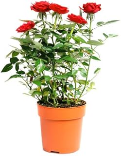 Live Rose Plant for Indoor & Balcony