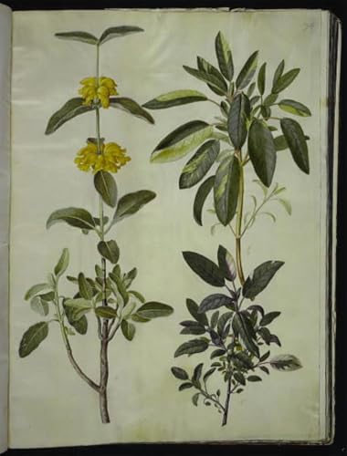 Cuadro Phlomis Fruticosa de Hans Simon Holtzbecker para dar vida a tu salón, 60x90cm