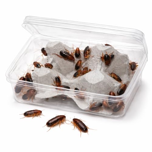 Feeders & more | 30 mittlere Schokoschaben lebend | Futterinsekten | nährstoffreich & aktiv | naturbelassen | für Reptilien, Amphibien & Spinnen