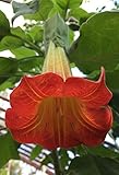 Red Angel's Trumpet Seeds, Brugmansia Sanguinea, 10 Pack
