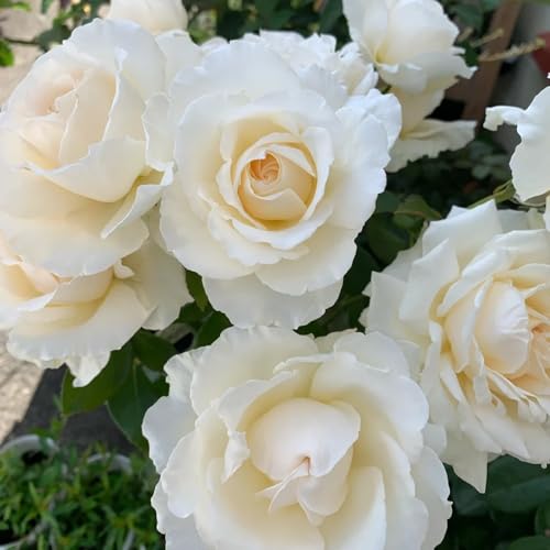 Semillas de rosal, arbustos Semillas de rosa trepadora, Rosa chinensis, Las perennes son perennes resistentes 120pcs