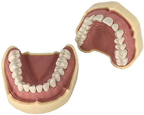Todos Los Dientes De Resina Dental Modelo Dental Removible para La Práctica del Estudiante De Odontología Demostración Enseñanza De La Educación Dental Que Estudian