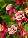 Grow Your Secret Garden