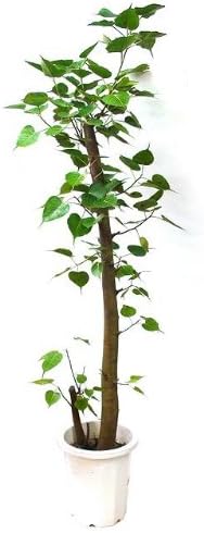 Amazon インドボダイジュ 10号サイズ Makimo Plant 観葉植物