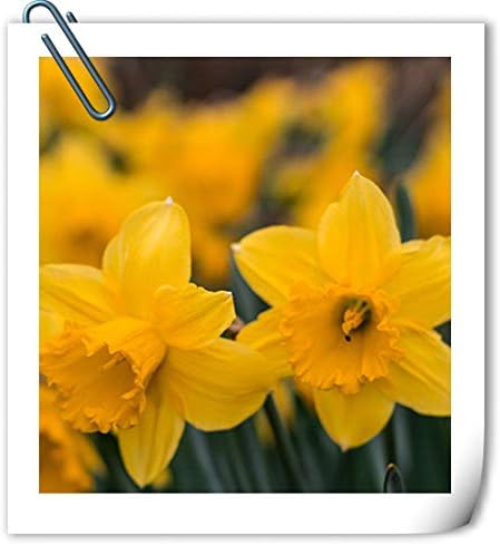 Amazon 水仙の花の球根 ギフト 花 室内装飾 ガーデニング 多年草 中庭 プレザント ゴージャス 黄 15 球根 花 Amazon 水仙の花の球根 ギフト 花 室内装飾 ガーデニング 多年草 中庭 プレザント ゴージャス 黄 15 球根 花