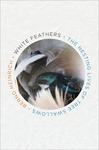 White Feathers view 2
