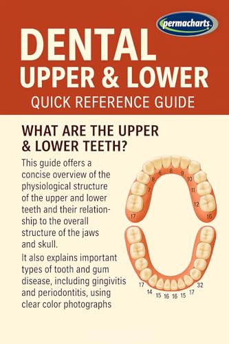 Dental: Upper & Lower – Quick Reference Guide by Permacharts