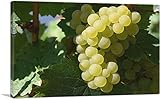 ARTCANVAS White Grapes Sunshine Vineyard Wine Bar Winery Canvas Art Print Stretched Framed Painting Picture Poster Giclee Wall Decor - 12" x 8" (0.75" Deep)