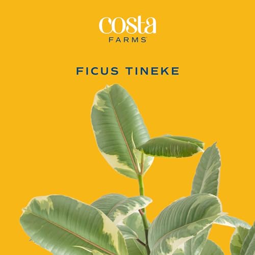 Image of Costa Farms Ficus Tineke Live Plant in Decorative Pot, Indoor Houseplant, Perfect for Home, Room, or Office Decor, Great House Warming or Birthday Gift, 12-18 Inches Tall