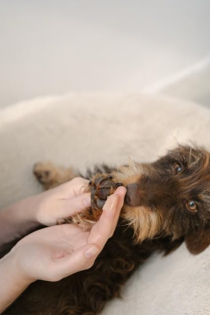 Pfotenbalsam für Hunde – mit natürlichen Inhaltsstoffen, beruhigt und schützt die Haut, stärkt die Widerstandskraft der Pfotenballen, PFÖTCHENPFLEGE von LILA LOVES IT, 60 ml
