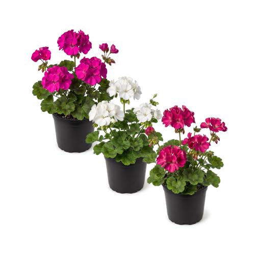 Live Flowering Zonal Geraniums - Growers Choice Assorted Colors (3 Plants Per Pack) - Beautiful Spring Flowers - 12 Tall by 5 Wide in 1 Qt Pot