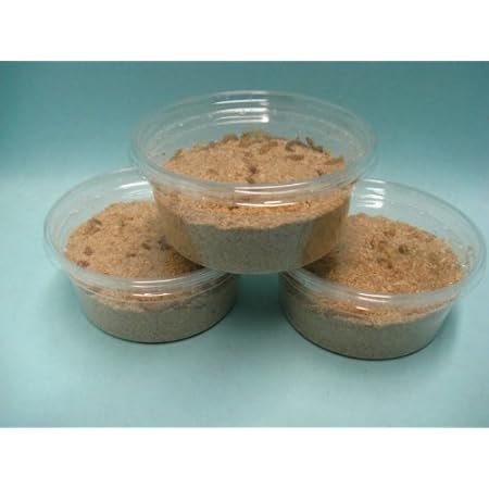 Amazon ジャイアントミルワーム Sサイズ50g 約300匹入 死着補償有り 地域限定 ノーブランド品 フード 通販