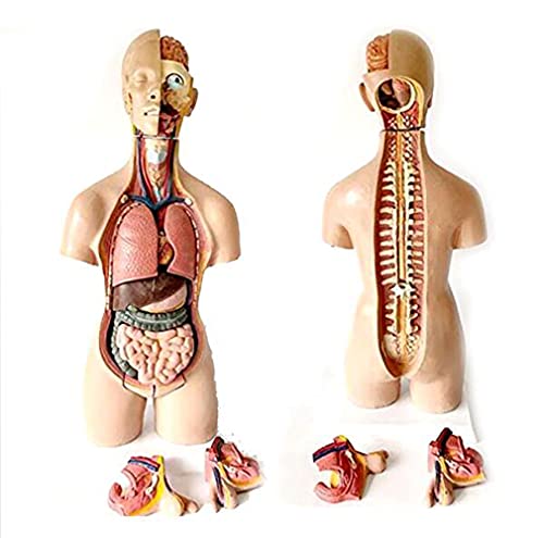 Modèle de torse humain de 55cm avec 19 parties amovibles pour l'étude de l'anatomie