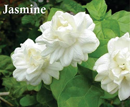 Oud Mood Perfume | Oud Mood EDP Men and Women Eau de Parfum 100ml | Vanilla,Jasmine and Oud Fragrance Perfume | Oud Mood Perfume 100ml By Manasik - Image 4