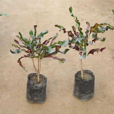 NATURE GARDEN Plants Best Nursery Set Of 2 - Croton Curly in 4 Inch Plant Nursery Bag-picture-27
