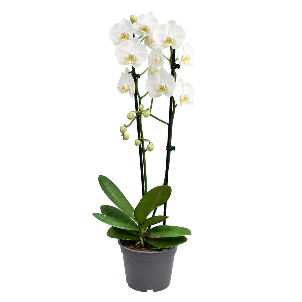 DECOALIVE Phalaenopsis 2 Troncos Orquídea Mariposa Planta Singular para Hogar Maceta de 12 cm de Diámetro y 55-65 cm