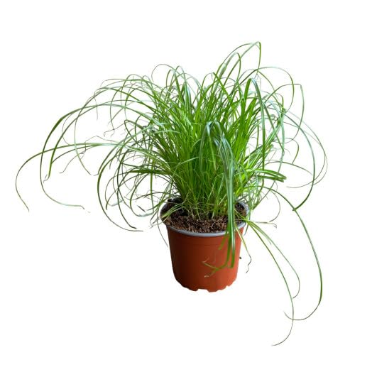 Hierba Gatera Viva – Planta Natural Cyperus Apta para Gatos