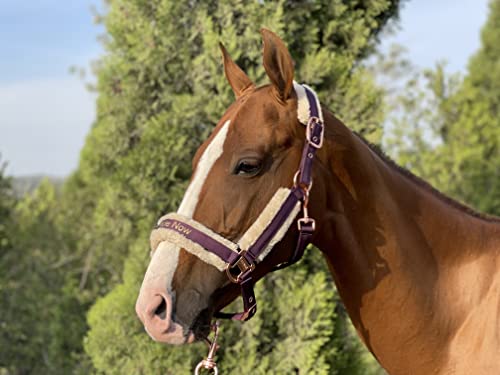 Cabestro de caballo Ride Now P2 que evita rozaduras en ponis 2