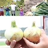 淡路島産玉ねぎ【うずしお甘玉ねぎ 2L 5kg】東中青果