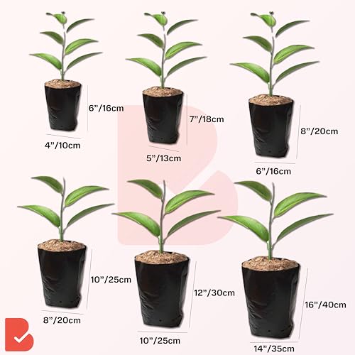 Image of Plant Bags for Home Garden - (5 inch X 7 inch / 200 Pcs) Poly Nursery Bags for Plants Specially Designed to Grow Bags for Leafy Vegetables, Fruit Seeds, Child Seeds & Much More