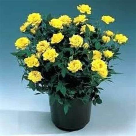Mphmi Live Plant Nursery NCR Plantslive Miniature Rose, Button Rose (Yellow) - Plant (B0C37L967S) Amazon Price History, Amazon Price Tracker