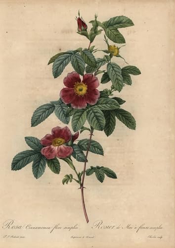 Cuadro en lienzo de rosa vintage para decorar las paredes de un dormitorio elegante de 60x90cm