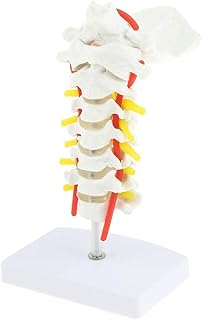 Cervical Vertebra Arteria Spine Spinal Nerves Anatomy Modeluseful SaiFei