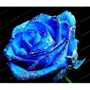 Rare Blue Rose Bonsai Flower Bella Arcobaleno Rosa dei Bonsai Plants Bonsai for the Garden House 100 pcs 4: Only Seeds Not a Live Plants