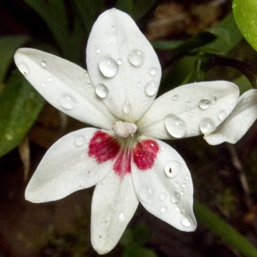 Plant World Seeds - Anomatheca Laxa Joan Evans (Freesia/lapeirousia) Seeds (Exotic Flower Seeds)