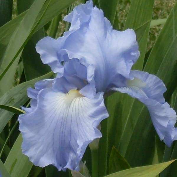 L'Iris germanica 'Babbling Brook' ama un habitat in pieno sole o in ombra parziale e si adatta bene a qualsiasi terreno ben drenato Questo iris è molto resistente e, una volta stabilitosi, tollera la siccità e tollera abbastanza bene le brezze marine e l'inquinamento atmosferico.