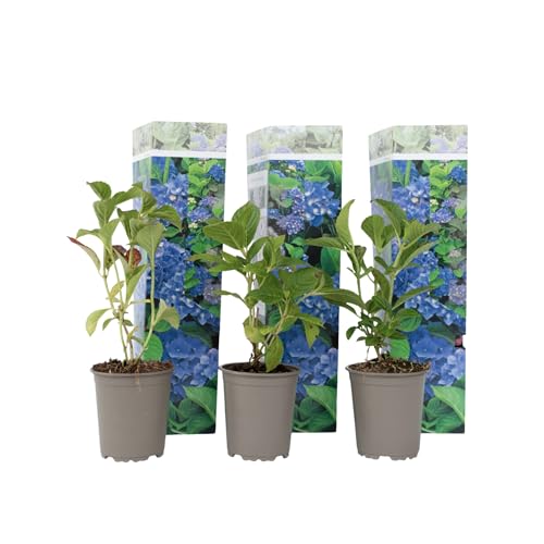Plant in a Box - Hydrangea macroph. Azul - Set de 3 - Rosa hortensia - Maceta 9cm - Altura 25-40cm