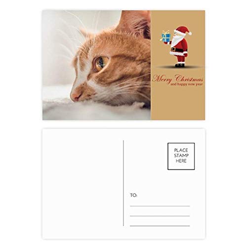 Cartes postales chat et animal lot de 20 correspondance papeterie
