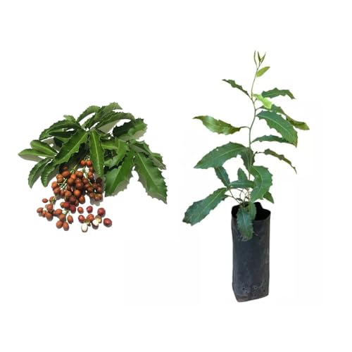 Genérico, Muda de Espinheira Santa 20 a 40cm AMK - Plantas Online