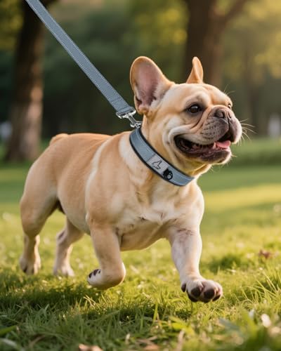 Joytale Halsband Hund, Weich Hundehalsband Gepolstert Neopren Hunde Halsband für Kleine Hunde, Nylon Reflektierend Breit Halsbänder, Grau